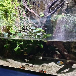 Australian / New Guinea river aquarium