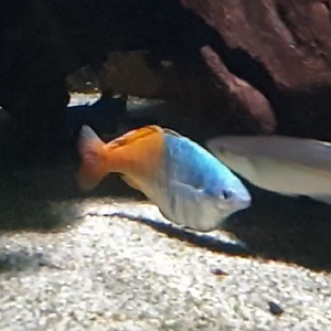 Boesman's rainbowfish