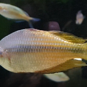 Melanotaenia splendida