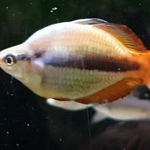 Melanotaenia trifasciata