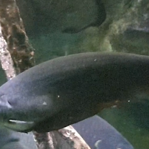 African knifefish - Xenomystus nigri