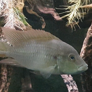 Chromidotilapia species