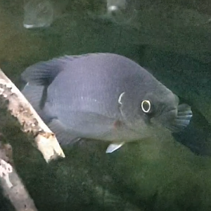 Fish ID ( African freshwater-species )