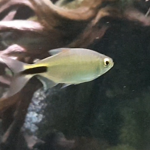 Longfin tetra - Brycinus longpinnis