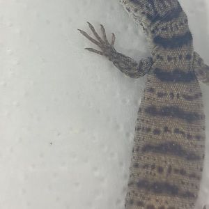 Varanus gilleni - juvenile 1 1/2 month old
