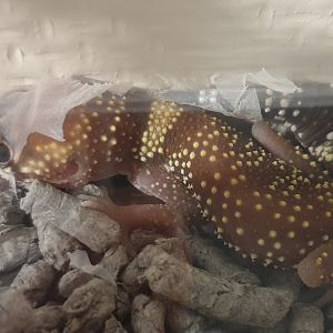 Underwoodisaurus milii - skinning