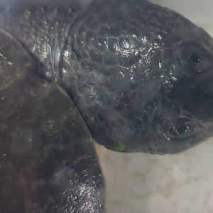 Batrachemys tuberculata