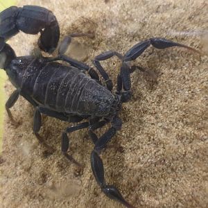 Androctonus tennuisimus