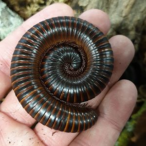 Archispirostreptus gigas