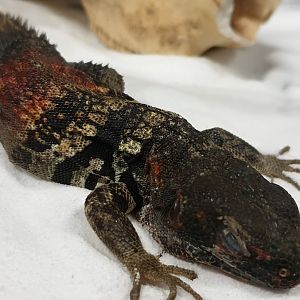 Ctenosaura defensor