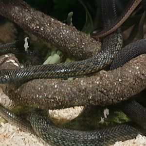 Thamnophis eques obscurus