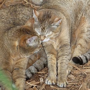 Palestinian Wildcats