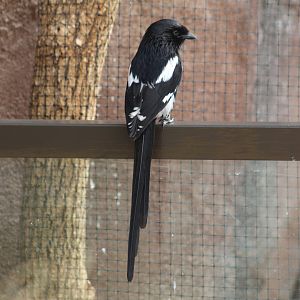 African Long-Tailed Shrike
