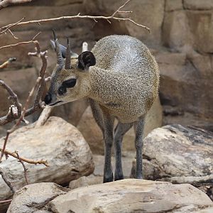 Klipspringer