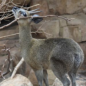 Klipspringer
