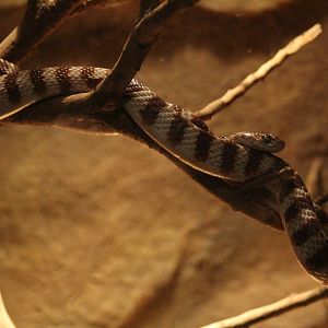Brown Tree Snake