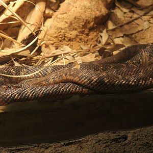 Collett's Snake