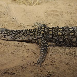 Perentie