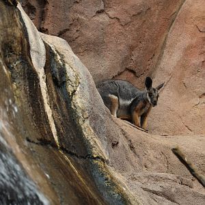 Yellow-Footed Rock-Wallaby