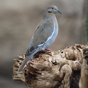 White-Winged Dove