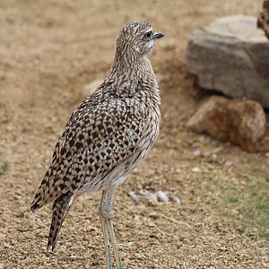 Cape Thick-Knee