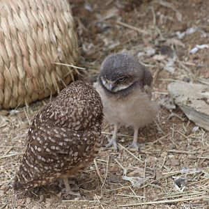 Burrowing Owl Chick