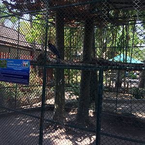 Red Billed Magpie Enclosure