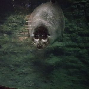 Baikal seal (Pusa sibirica)