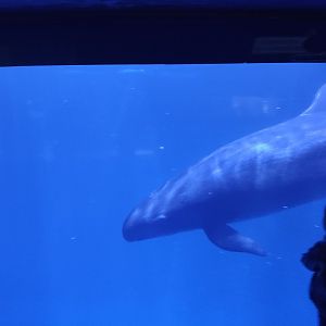 false killer whale (Pseudorca crassidens)
