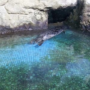 ringed seal (Pusa hispida ，Phoca hispida)