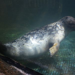 ringed seal (Pusa hispida ，Phoca hispida)