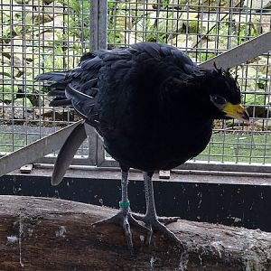 New species march 2020: Bare-faced curassow
