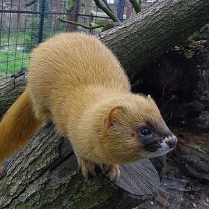 Siberian weasel, march 2020