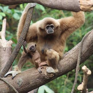 Lar Gibbon with Baby