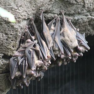 Egyptian Fruit Bats