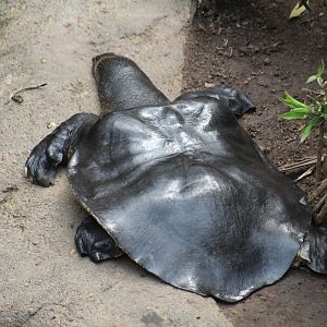 Nile Softshell Turtle