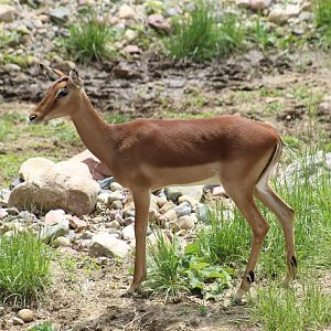 Common Impala