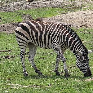 Grant's Zebra