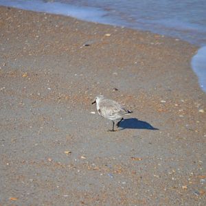 Shorebird ID