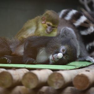 Red-rumped putty-nosed monkey - Cercopithecus nictitans nictitans