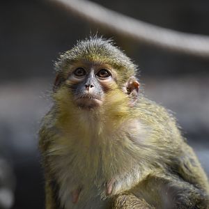 Gabon talapoin - Miopithecus ogouensis