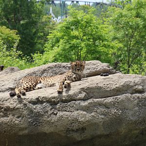 Cheetah Rock