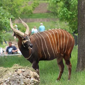 Eastern Bongo