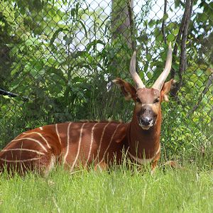 Eastern Bongo