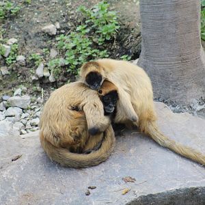 Geoffroy's Spider Monkeys