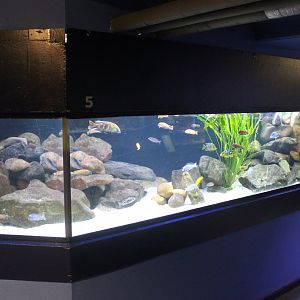 Lake Malawi aquarium