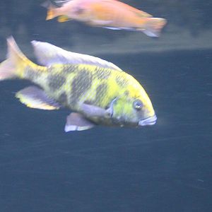 Nimbochromis venustus