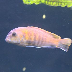 Pseudotropheus tropheops