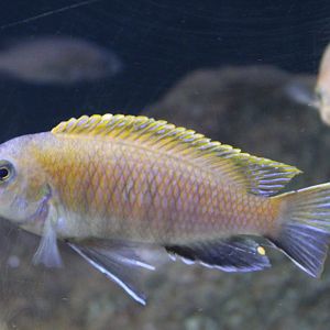 Pearl of Tanzania -  Labidochromis perlmutt