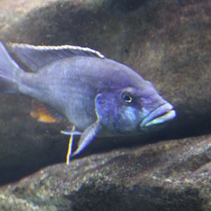 Eclectochromis ornatus